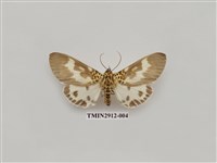 藏品(夜蛾6)的圖片